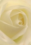 This intimate view draws you directly into the heart of a creamy white rose, as if cradled inside its spiraling petals amid Barbican's tranquil setting. Each layer unfurls with whisper-light delicacy, reminiscent of pre-dawn dew in the estate's planted courtyards. Subtle shadows curl around each ivory fold, giving the flower a sense of serene depth against a background alive with soft, diffuse light. The mood is peaceful; it channels the gentle start of a Barbican day or the tender moments of a heartfelt gesture. To a local florist, this rose epitomizes reverence, purity, and new beginnings-an ideal choice for expressing sympathy, admiration, or congratulations. You almost sense the understated, sweet perfume lingering-a reminder of the care and mastery that go into each arrangement crafted with intention at Florist Barbican, uniquely tailored to the spirit of the neighbourhood.